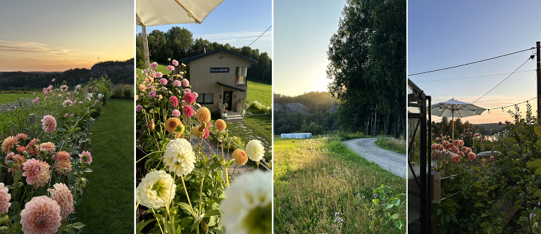 Mye handler om blomster hos oss i sommerhalvåret. Bildene er fra ulike steder rundt i våre tre hager. 